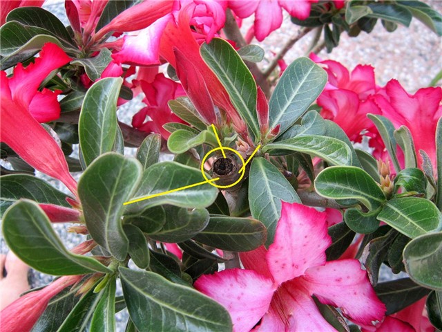 Adenium obesum
